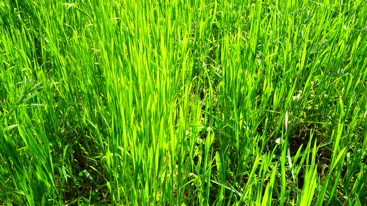 Lo scatto è più fresco dell'erba verde