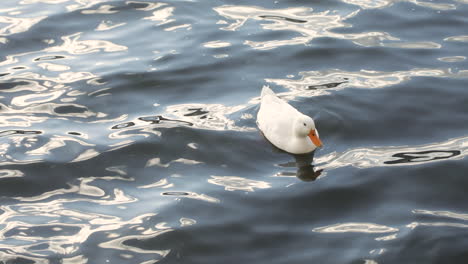 White-duck-swimming-on-vibrant-water-of-lake-at-morning-sunlight