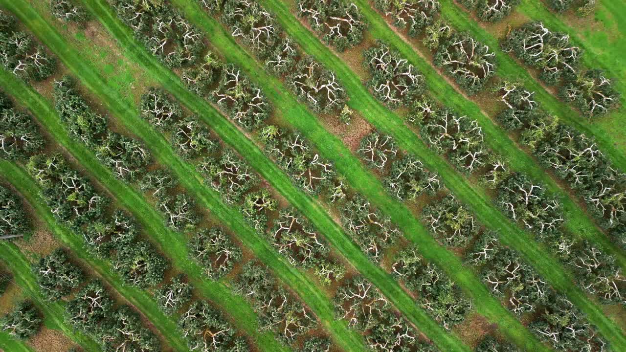 Twisiting overhead 4K 60FPS aerial of a cider field on a bright day. Filmed with Rec708 color