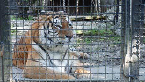 triste tigre siberiano en el zoológico