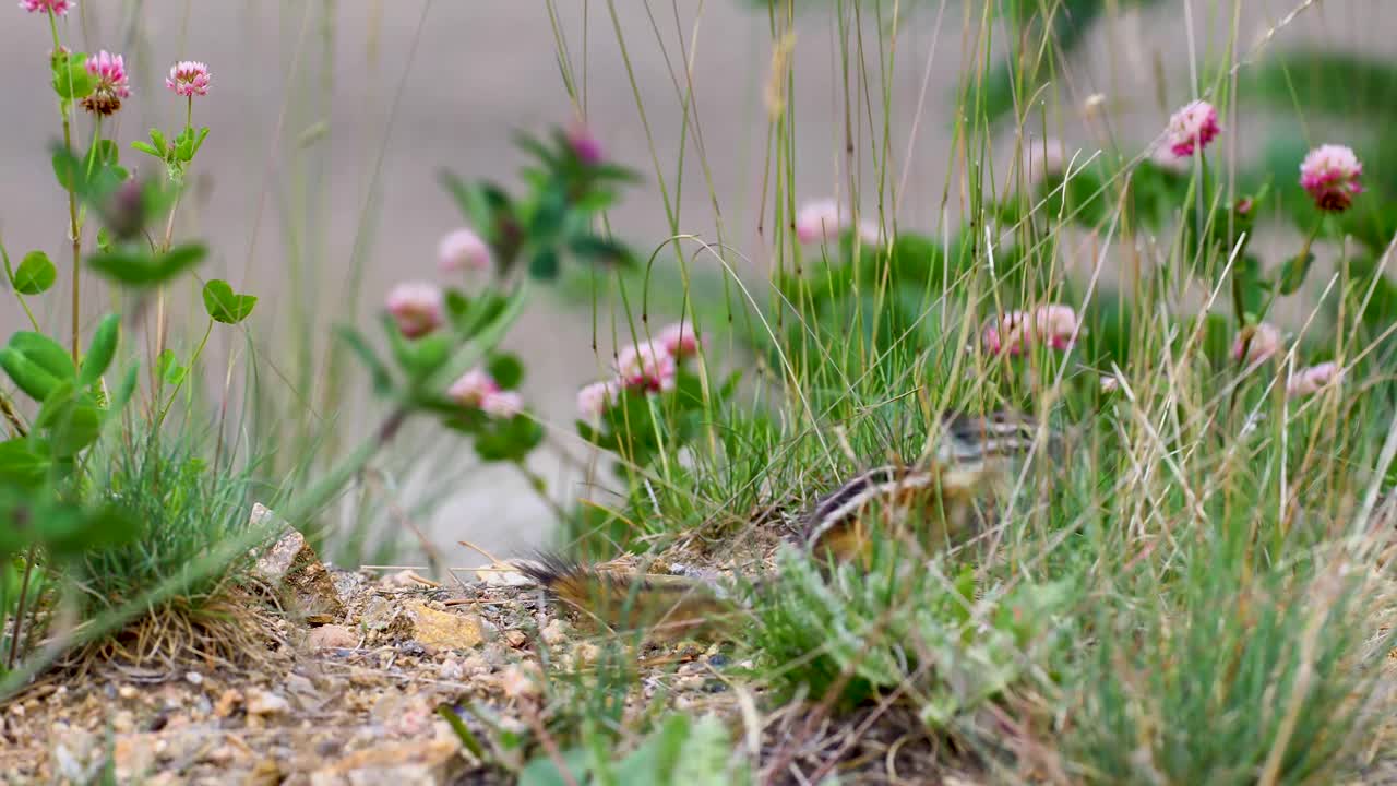 Static video of a chipmunk chewing on grass. The chipmunk reaches up to pull some plants down to chew on.