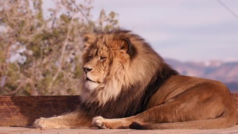 león acostado relajándose en la puesta de sol con montañas en el fondo - toma amplia