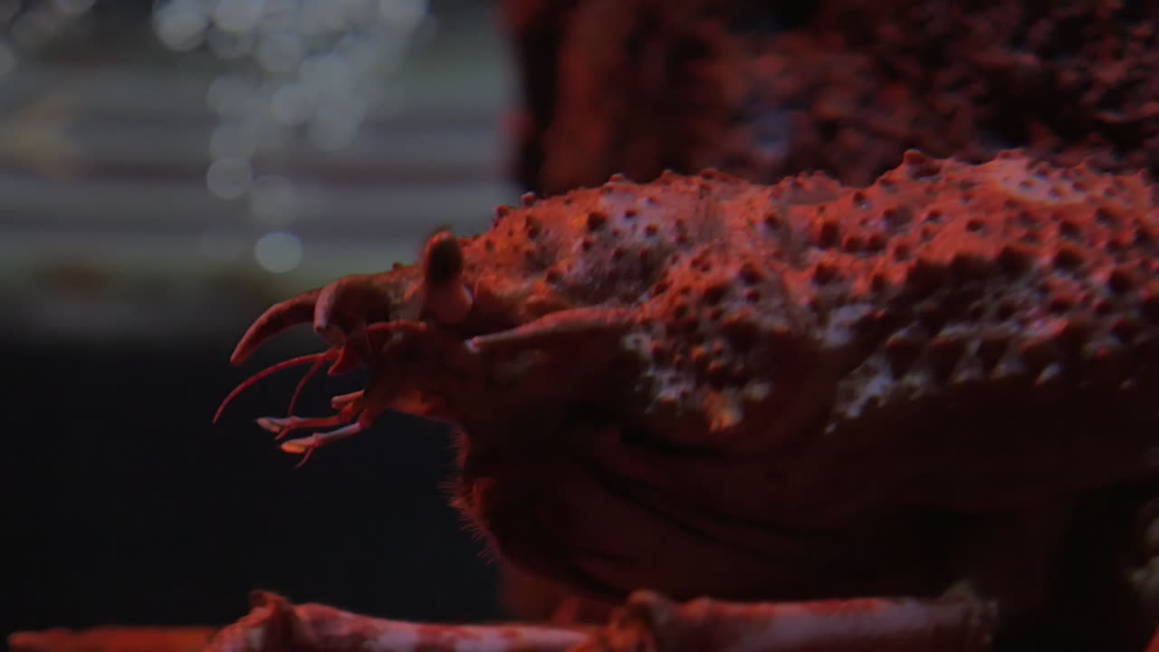 японский краб-паук в аквариуме