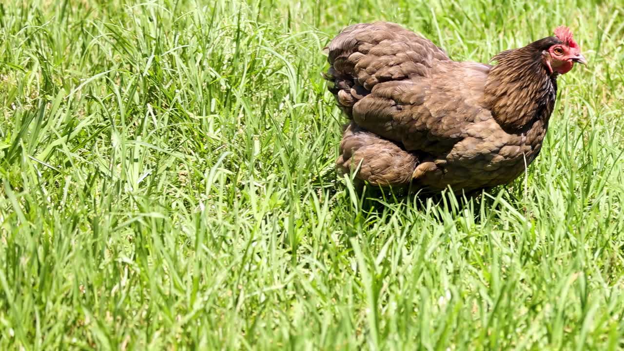 Hnědá slepice se pohybuje v zářivě zelené trávě, ukazující své přirozené chování ve slunném venkovním prostředí.