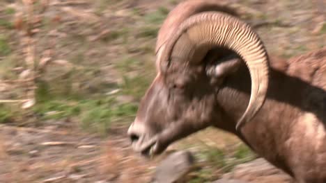 bighorn sheep close up