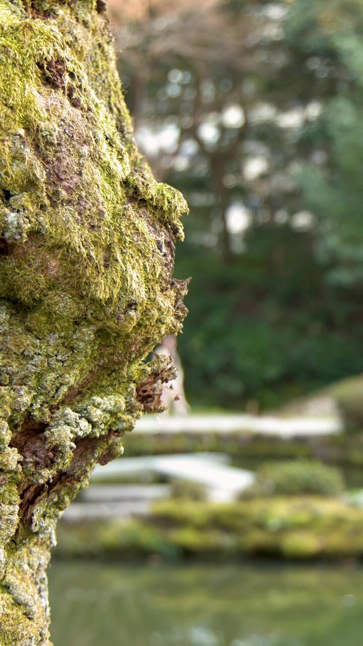 Primo piano di corteccia d'albero muschiosa e texturizzata con uno stagno sfocato di un giardino giapponese sullo sfondo.