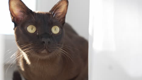 brown burmese cat with chocolate fur color and yellow eyes gazing