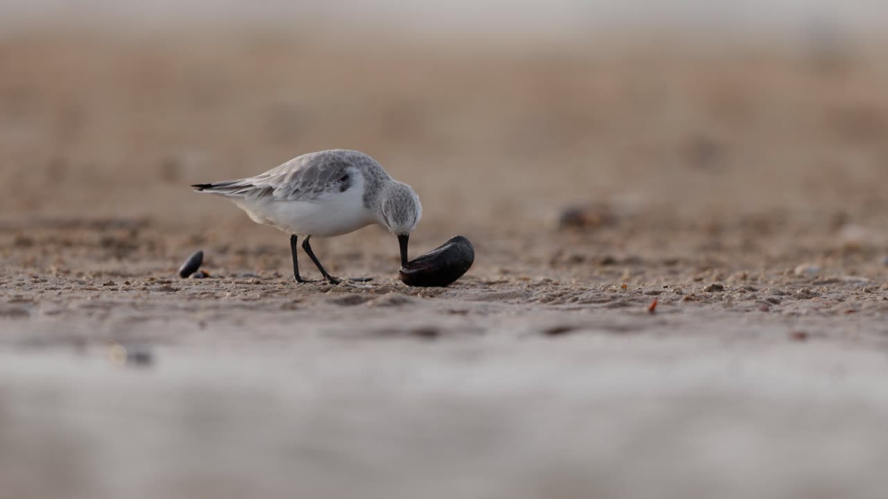 해변 에서 먹이 를 먹는 눈 어리