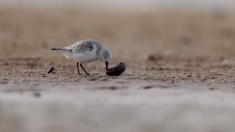 plover nevado alimentándose en la playa