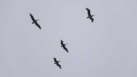 bandada de pájaro pelícano marrón v formación en el cielo nublado gris en la bahía de la media luna
