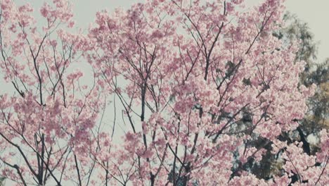 árbol de cerezas con flores rosadas que florecen en primavera en tokio, japón