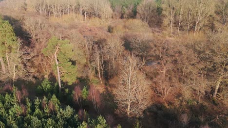 breathtaking aerial view of the thetford forest with trees and river in norfolk