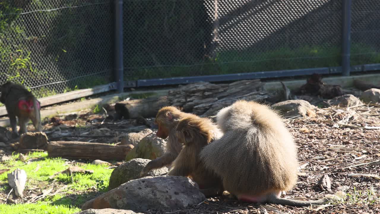 동물원 안에서 상호 작용 하는 두 마리의 바비온