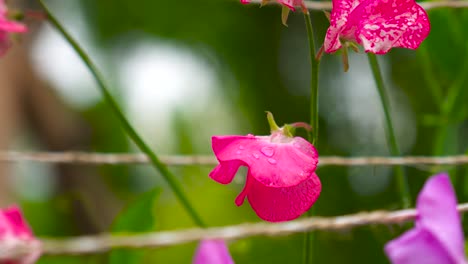 Primer-Plano-De-Una-Planta-Trepadora-Con-Flores-De-Guisante-De-Olor-Rosa-Con-Gotas-De-Lluvia-Sobre-Pétalos