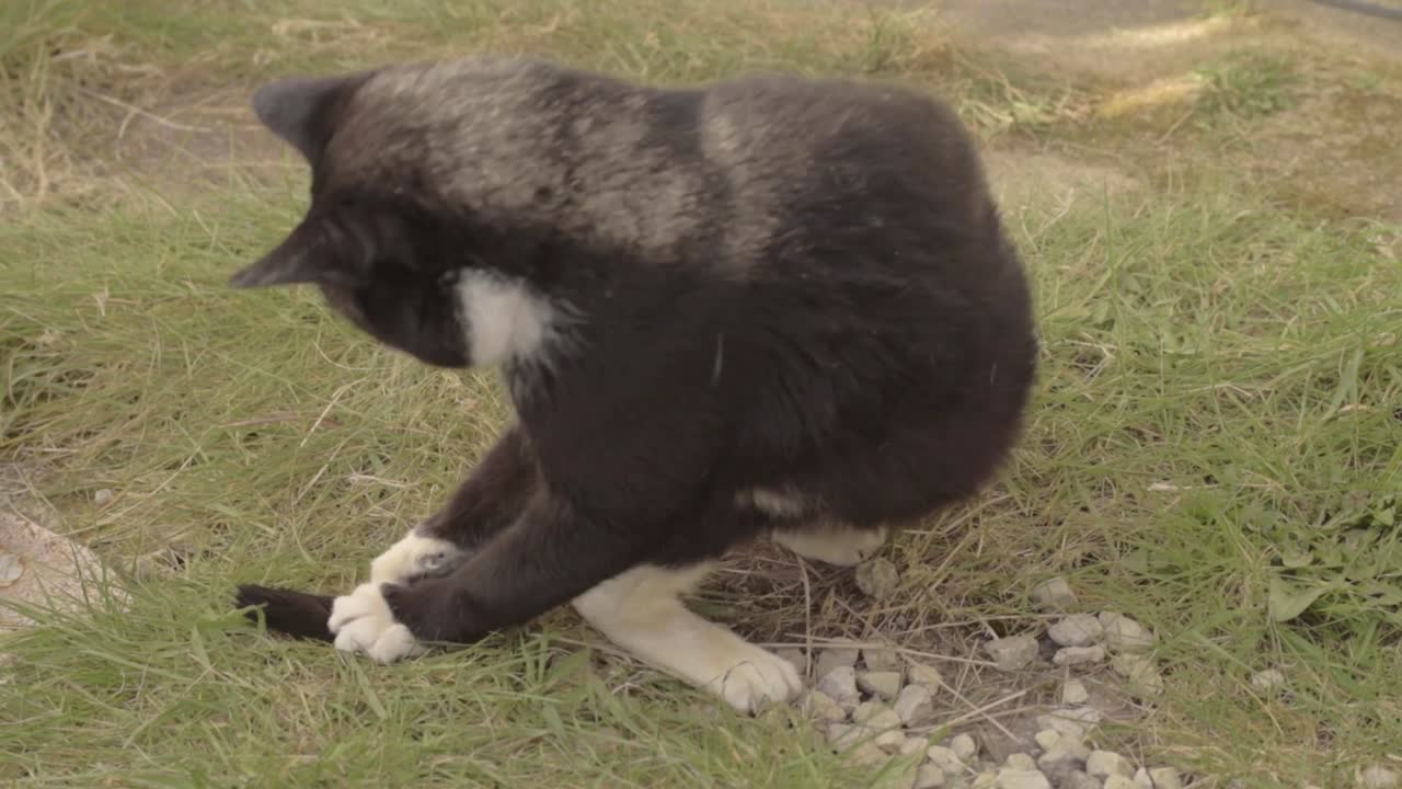 Cat chases his tail