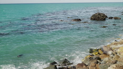 A-New-Zealand-fur-seals-plays-in-the-ocean-near-Oamaru,-South-Island