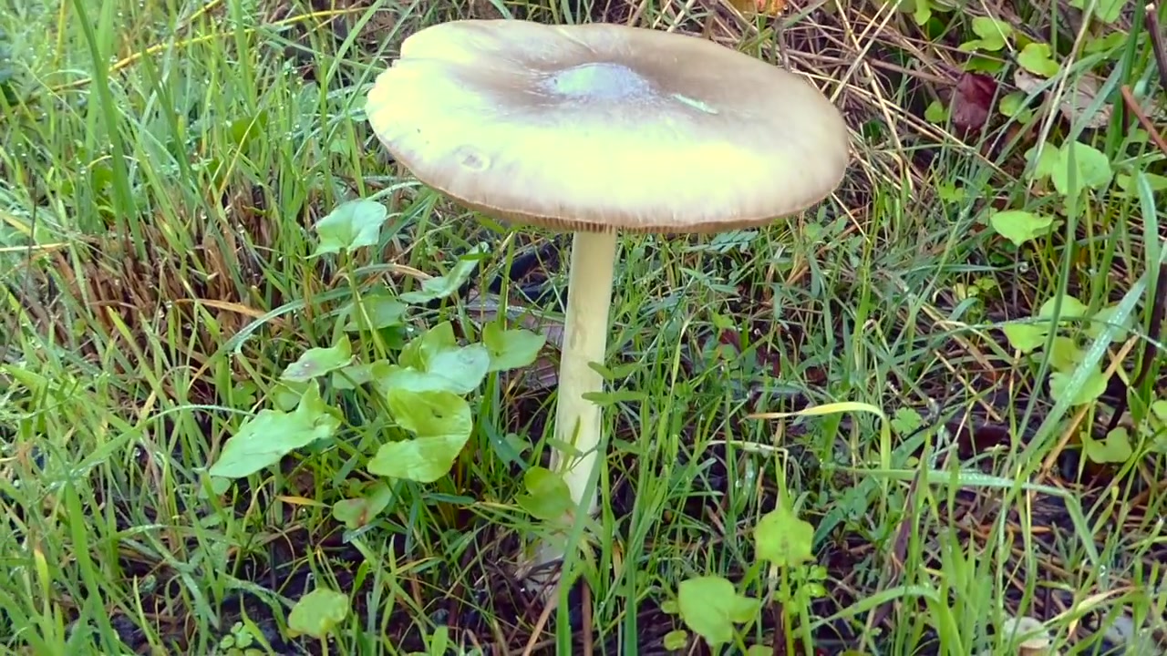 A detailed close-up video capturing the delicate beauty of a Parasol mushroom in its natural autumn environment.