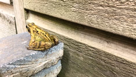 frog jumping on the stones by the wooden fence