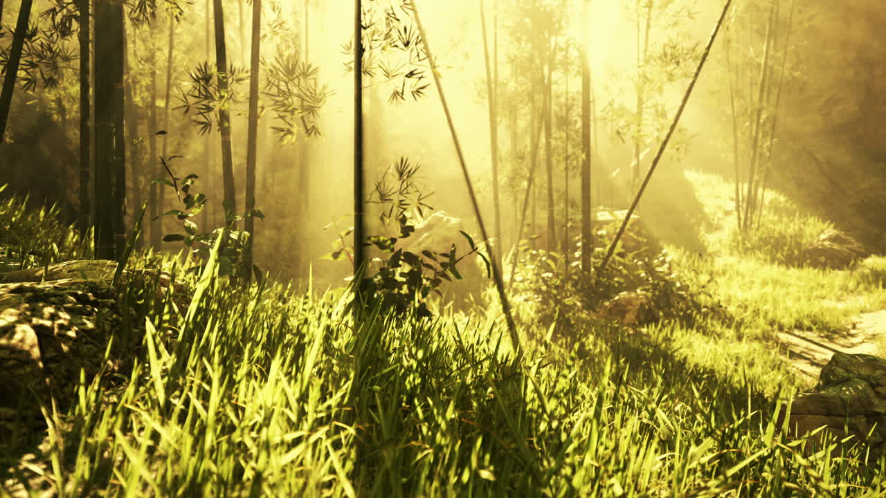 대나무 숲 을 가로질러 흐르는 빛