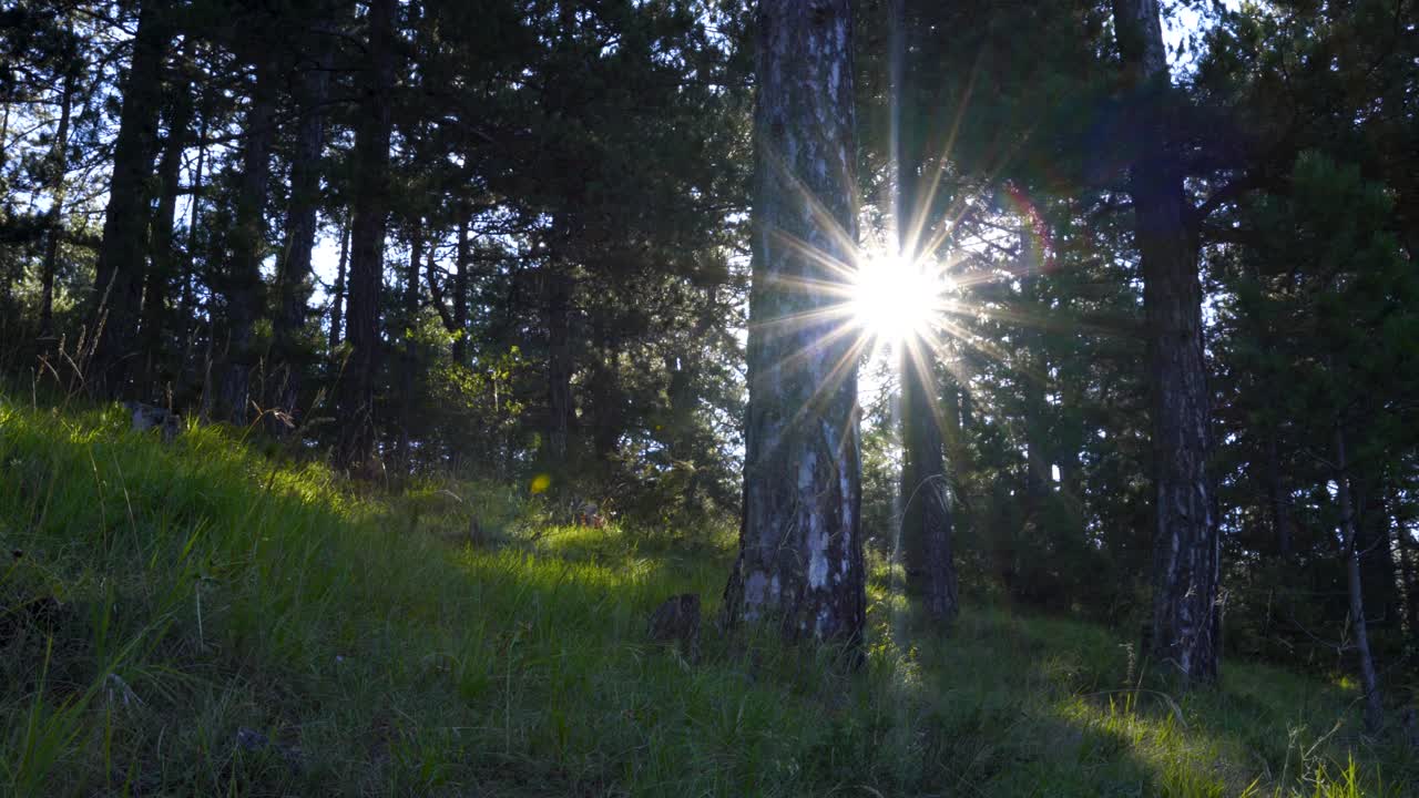Sunrise with sun rays flares through pine trees on forest with green grass bottom