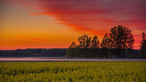 Hermoso-Cielo-Naranja-Sobre-Un-Campo-De-Flores-Amarillas-Al-Final-De-La-Tarde