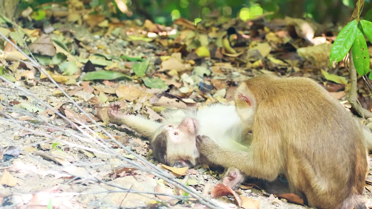 Two wild macaques engage in grooming behavior on a sunlit forest floor, steady camera angle
