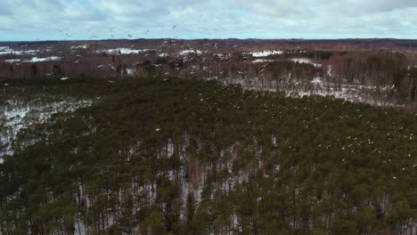 vista de drones del macizo forestal desde arriba