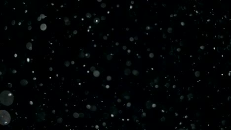 elegante, detallado y delicioso bokeh y partículas visuales con poca profundidad de campo bajo el agua