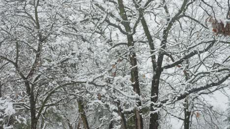 large snowflakes building up on branches in the trees