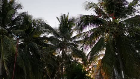 Palm Tree with Coconuts Against a Cloudless Blue Sky in Sunshine, Thailand