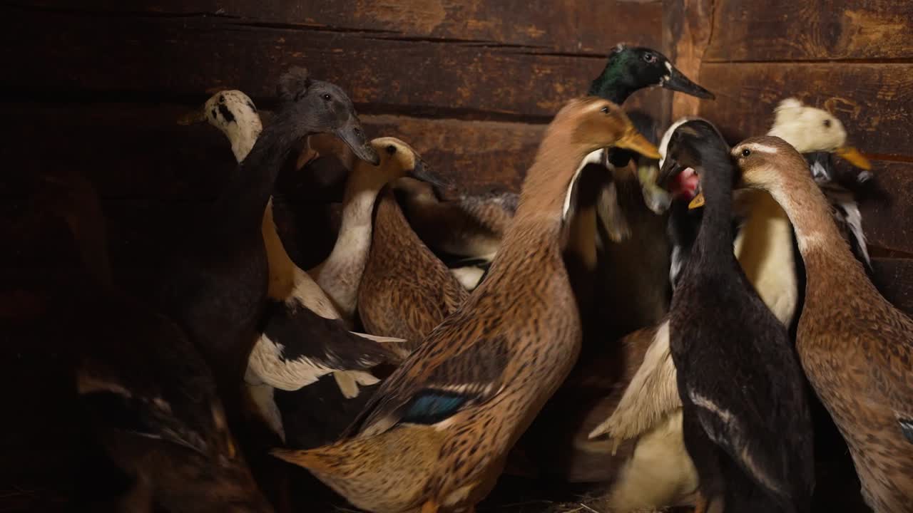 거위는 헛간에서 실행