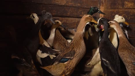 Geese-are-running-in-the-barn