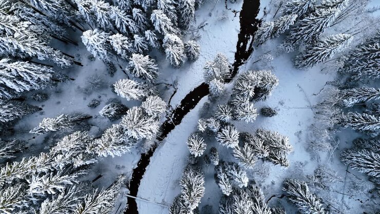 En sort linje af floden krydser det hvide landskab. Droneflyvning over de smukke fyrretræer dækket af sne. Vinternatur
