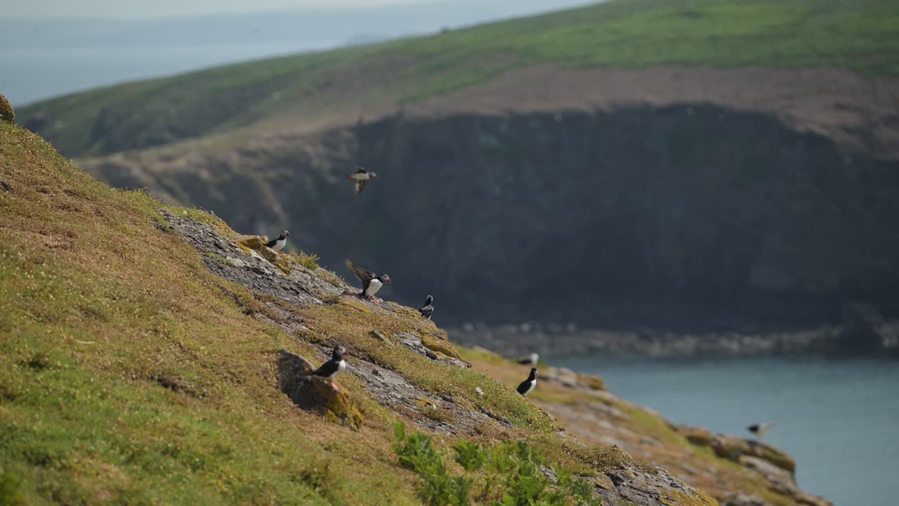 Slow Motion Puffin Flying and Landing on the Ground at its Burrow, Atlantic Puffin In Flight Landing on Land with Coastal Scenery on the Coast