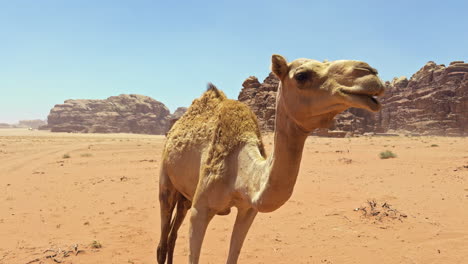 camello en el desierto de wadi rum