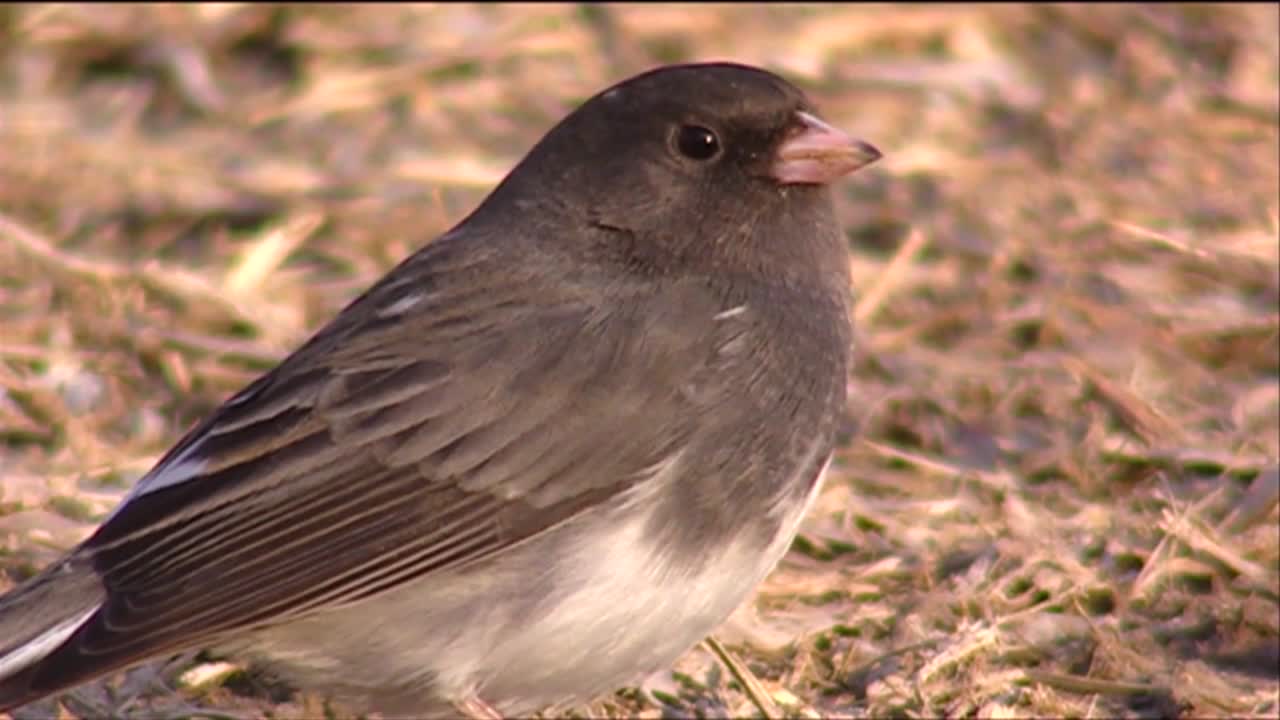 un pequeño gorrión como pájaro se sienta en el suelo