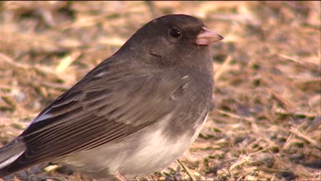 un pequeño gorrión como pájaro se sienta en el suelo