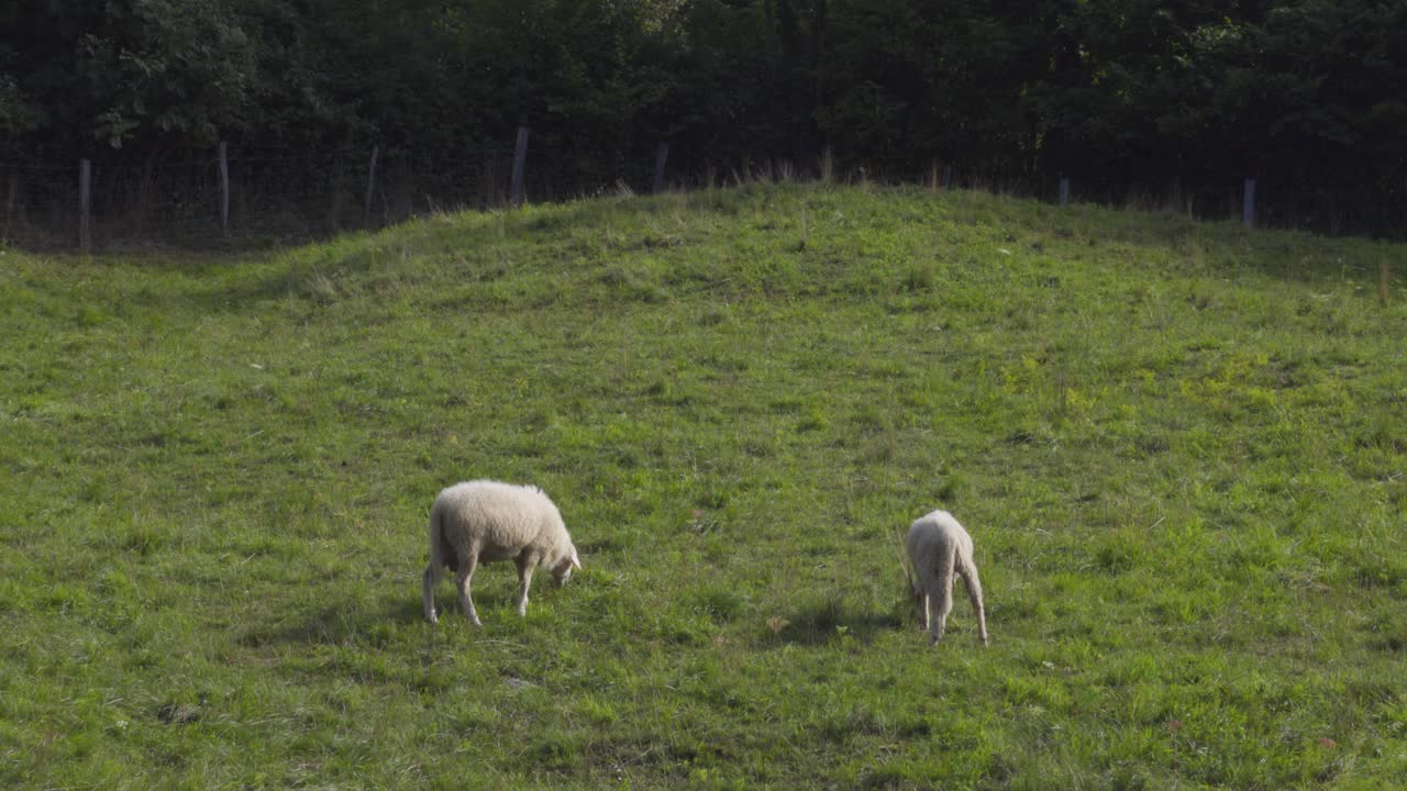푸른 목초지에서 풀을 뜯는 두 마리의 양