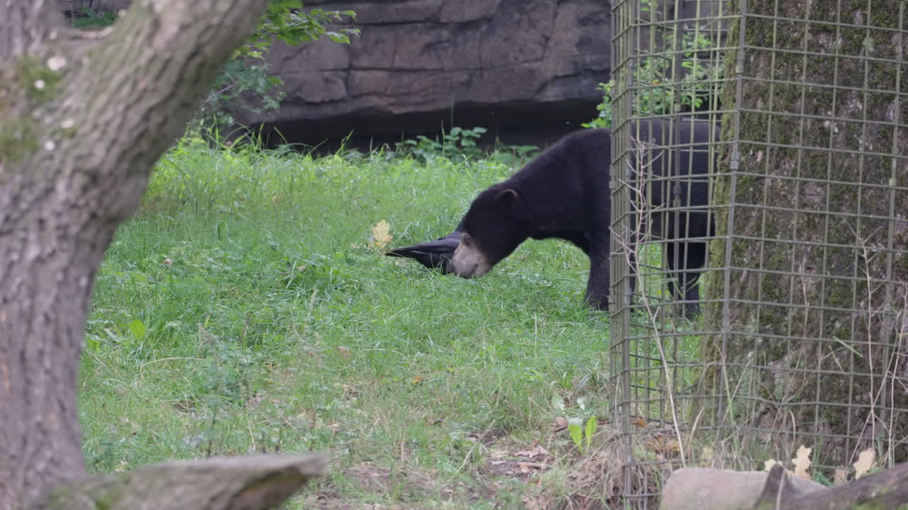 Malayan sunbear walking in zoo park, static view