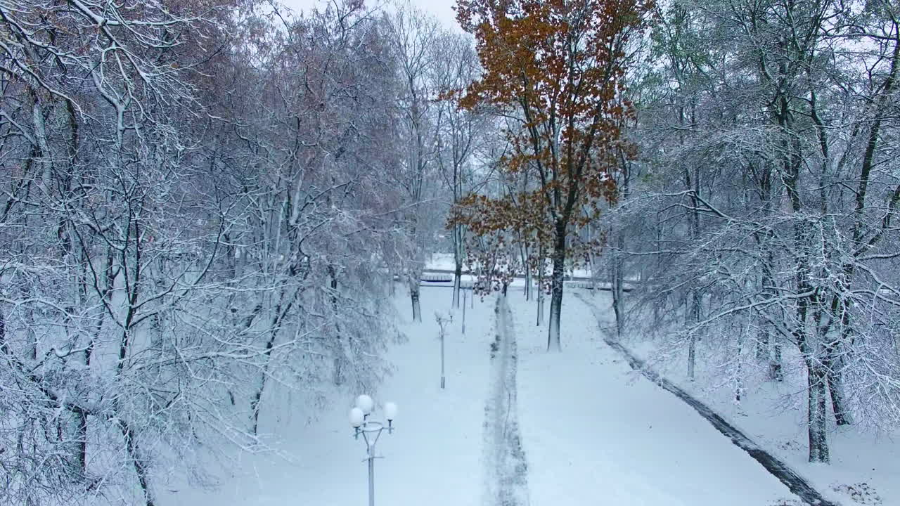 Snow-covered ground and trees in the city park. Drone rising above the square opening the cityscape in winter.