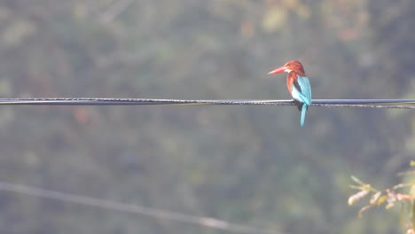 martín pescador en el área del estanque y esperando palanca