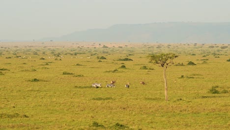 Aerial-shot-of-group-of-Zebras-on-wide-empty-savanna-savannah,-African-Wildlife-in-Maasai-Mara-National-Reserve-from-hot-air-ballon-ride,-Kenya,-Africa-Safari-Animals-in-Masai-Mara-North-Conservancy