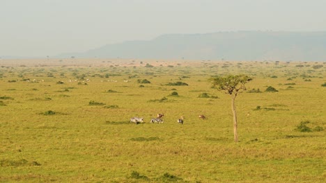 aerial shot of group of zebras on wide empty savanna savannah, african wildlife in maasai mara national reserve from hot air ballon ride, kenya, africa safari animals in masai mara north conservancy