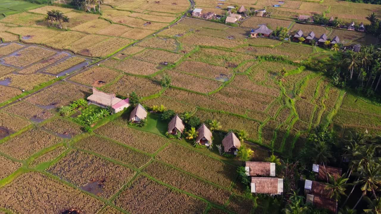 Rows of thatched bungalows in hut style amid rural Bali nature and rice fields, Aerial