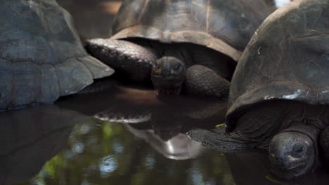 Grupo-De-Tortugas-Gigantes-Dormidas-Que-Yacen-Inmóviles-En-El-Agua