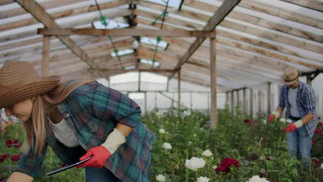 modern rose farmers walk through the greenhouse with a plantation of flowers touch the buds and touch the screen of the tablet.