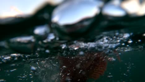 Sculpin-caught-on-jig-lure-rises-to-surface-as-bubbles-magically-spray-under-sunset-light