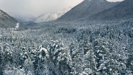 beautiful snow scene forest in winter. flying over of pine trees covered with snow
