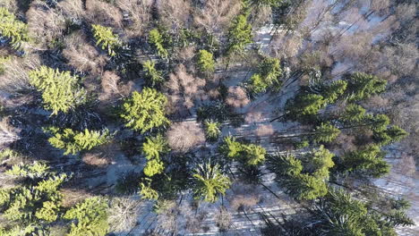 Aerial-scene-of-winter-forest-with-spruce-and-birch-trees