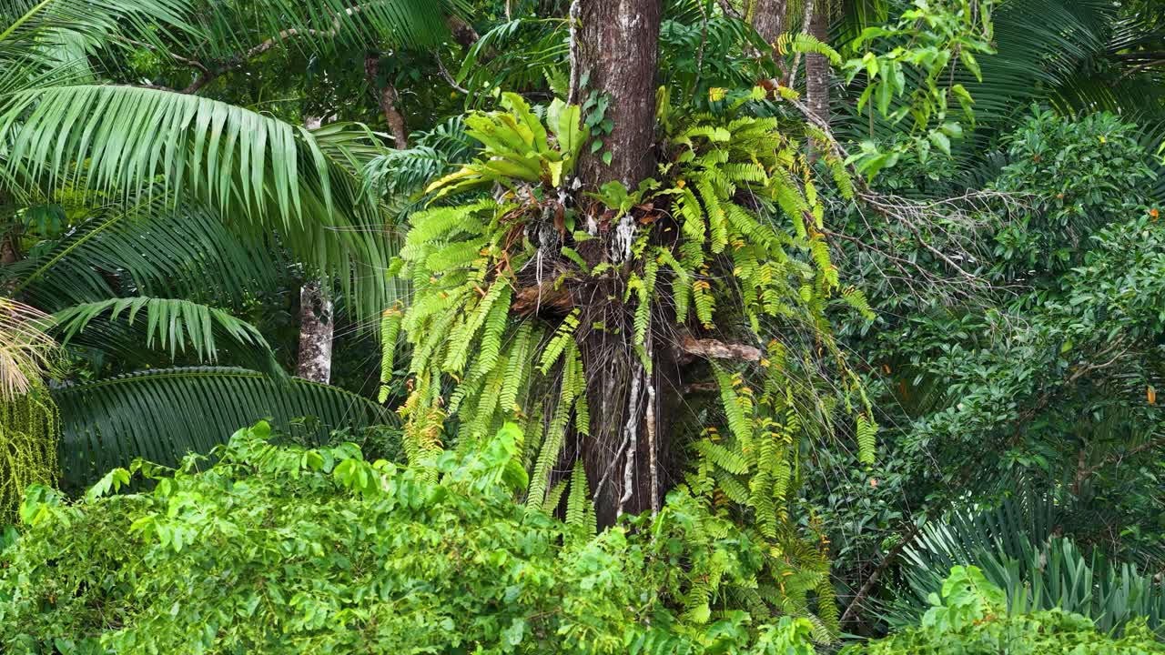 Drone captures vibrant rainforest with epiphyte-covered tree trunk, showcasing dense greenery and natural beauty